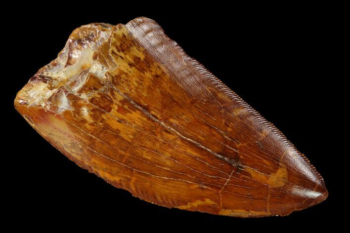Serrated Carcharodontosaurus Tooth - Excellent Enamel #159454